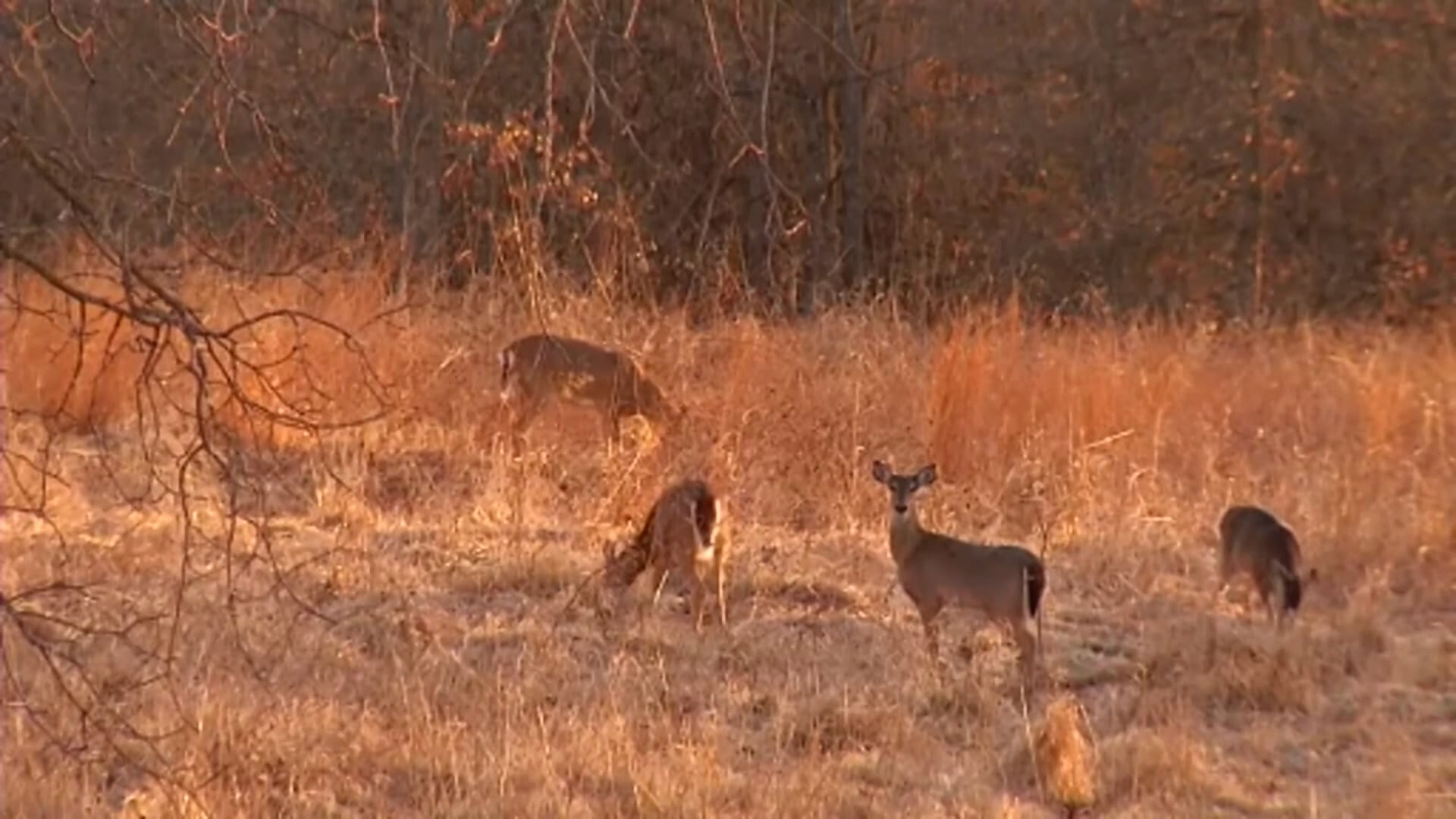 Somerville man ordered to pay $60,000 in illegal deer hunting case