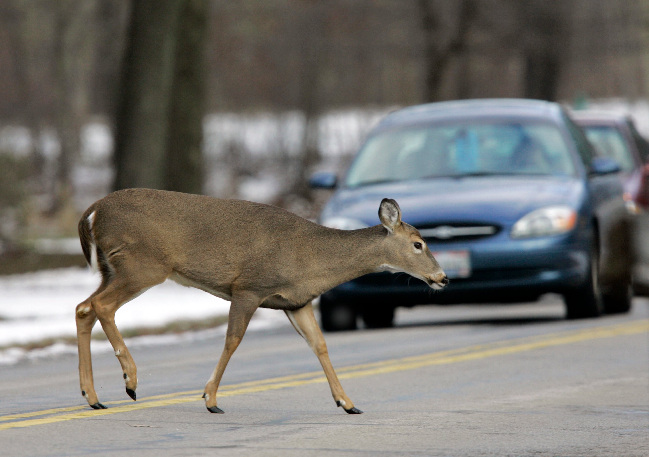 Daylight saving time ends Sunday, bringing more wildlife risk on roads