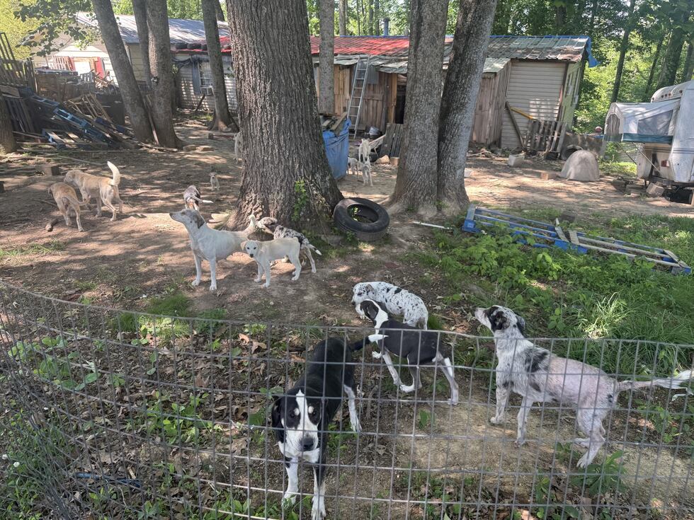 Google Animal Rescue Animal Rescue Corps rescues 18 dogs in McKenzie