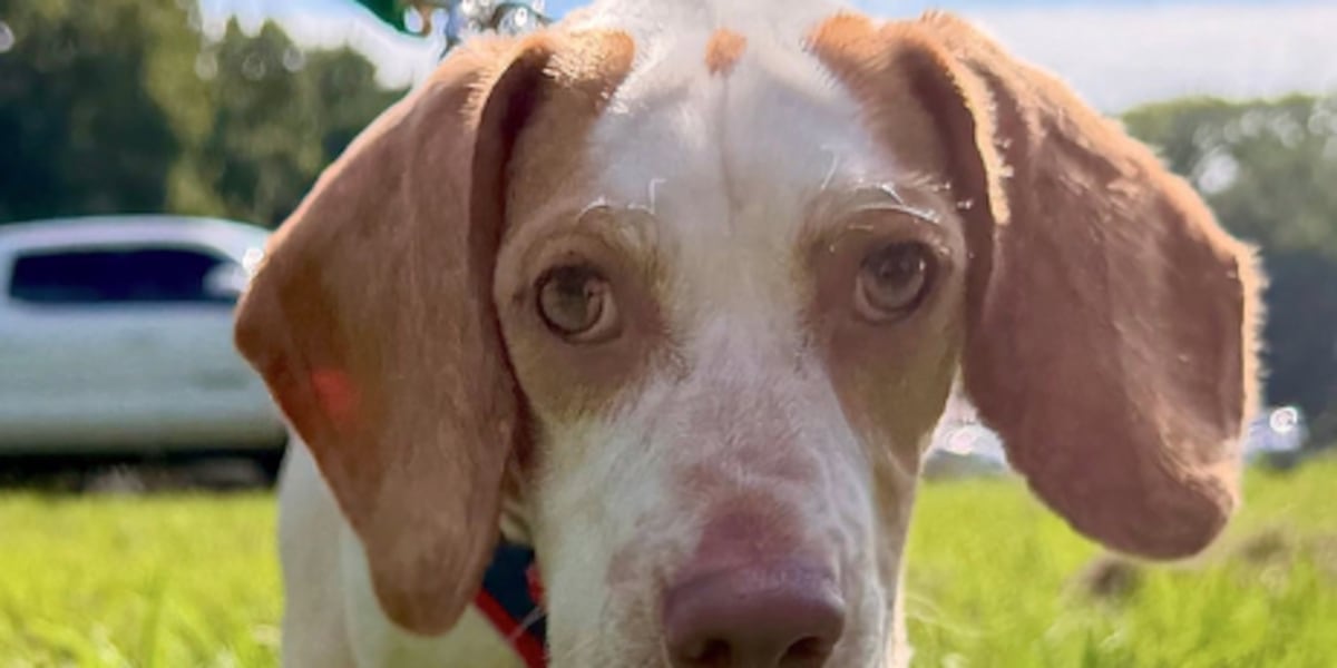 Pet of the Week: Alex