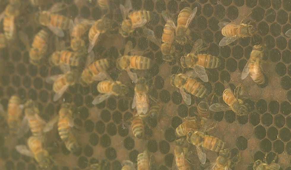 A live bee exhibit was on-hand at this year's Bee Fest for an up-close look at some busy bees.