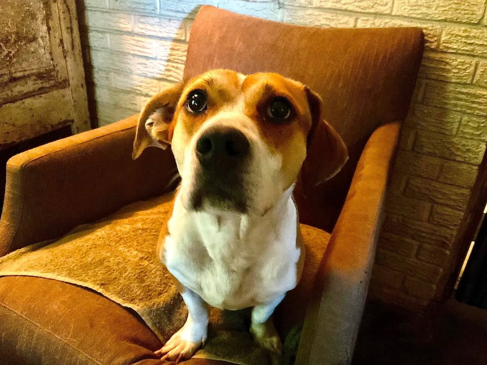 This sweet boy is eager to find a forever family to love.