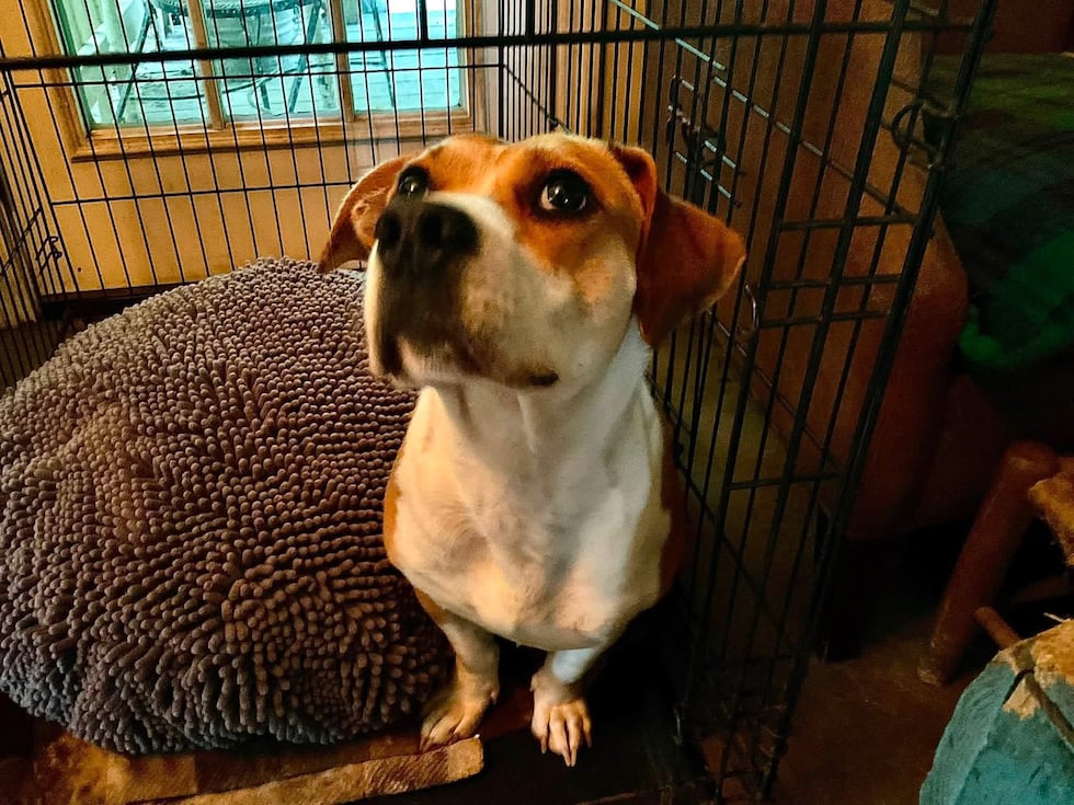 This guy is cute, kind, and full of love to share. Meet Cowboy!