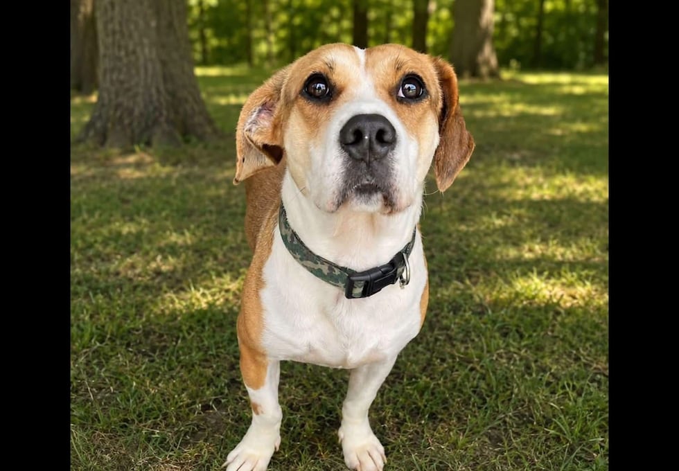 Cowboy is this week's featured adoptable dog from Tipton Co. Animal Shelter.
