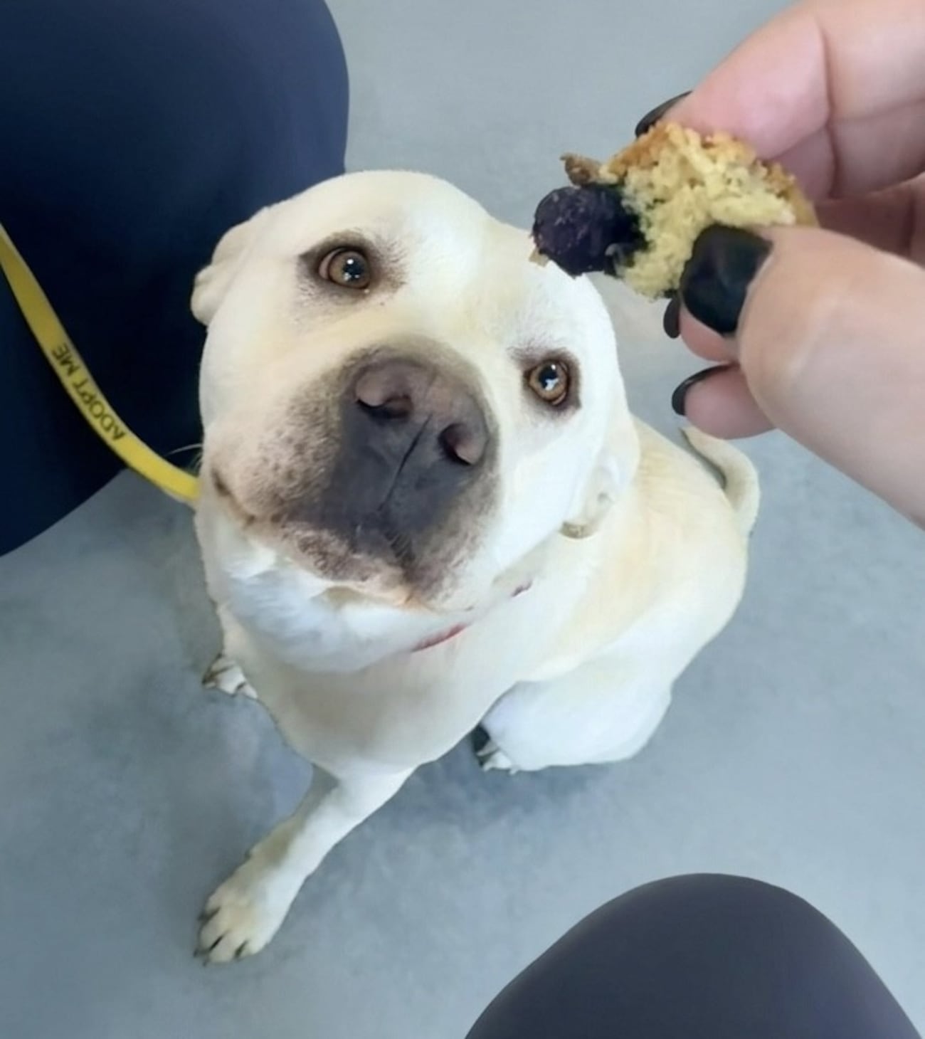 Pet of the Week: Big Ham