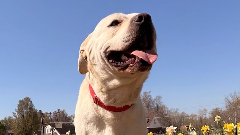 Pet of the Week: Big Ham